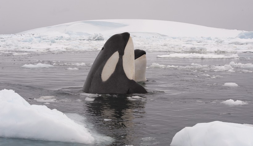 Fig 8a killer-whale-mother-calf-antarctica-820x473