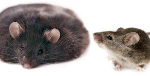 Fig10 mice obese lean Kay Chersnush